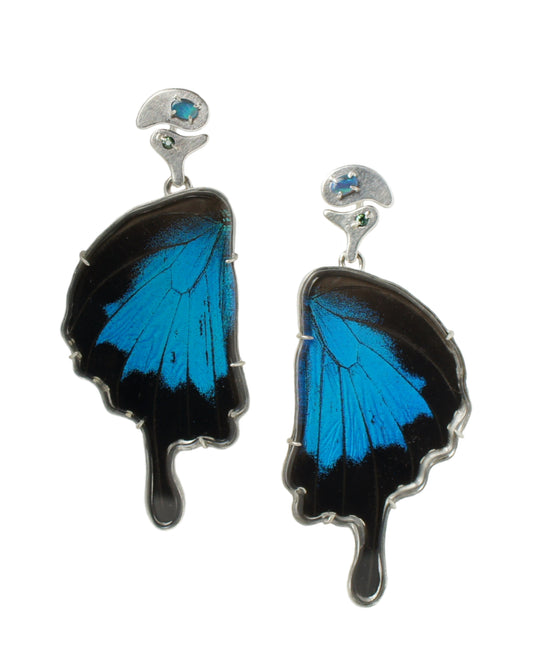 Papilio ulysses