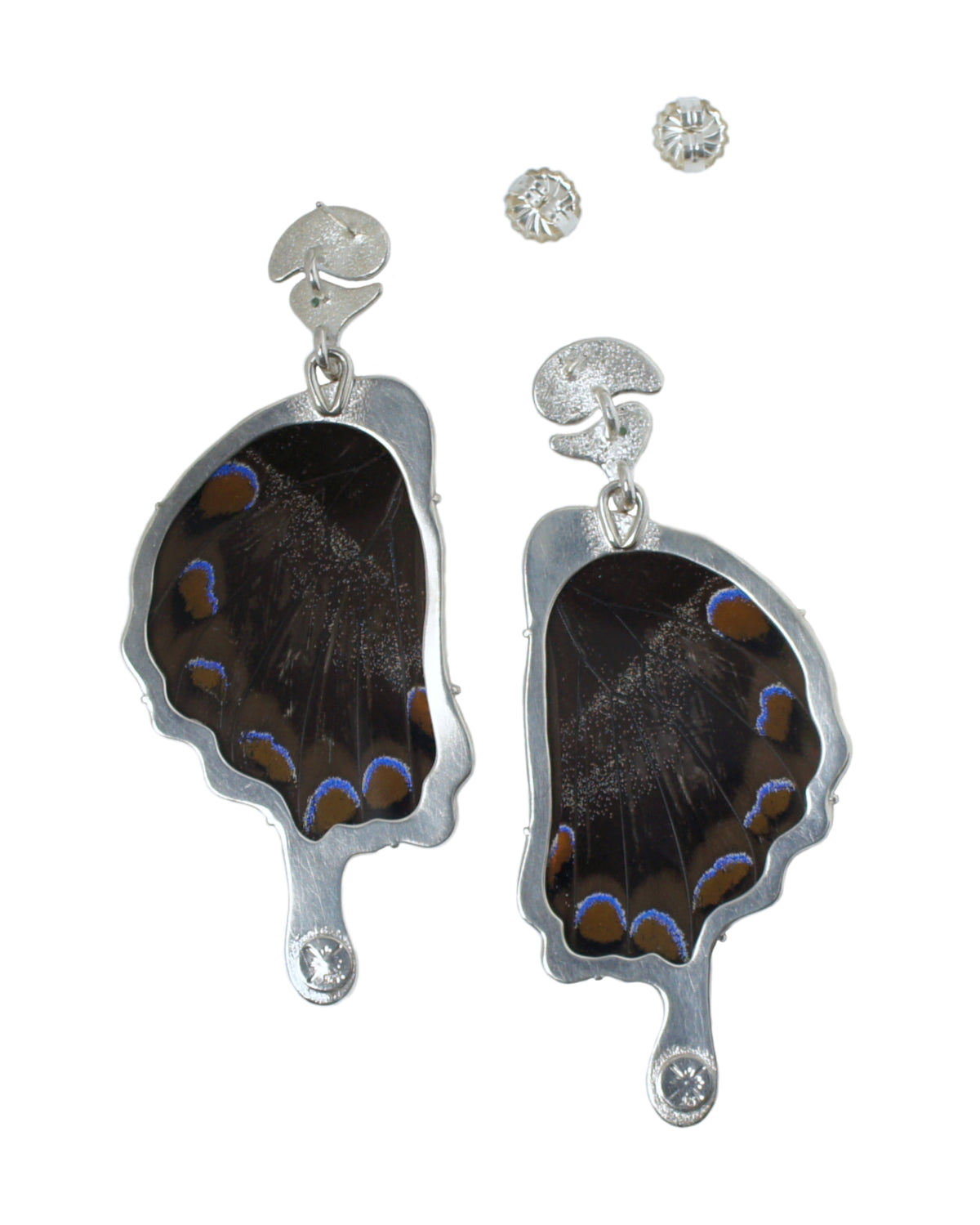 Papilio ulysses