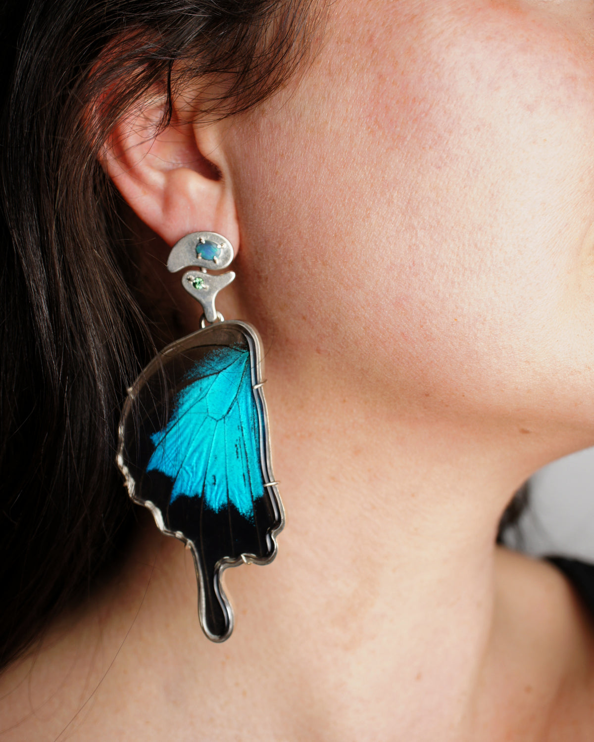 Papilio ulysses