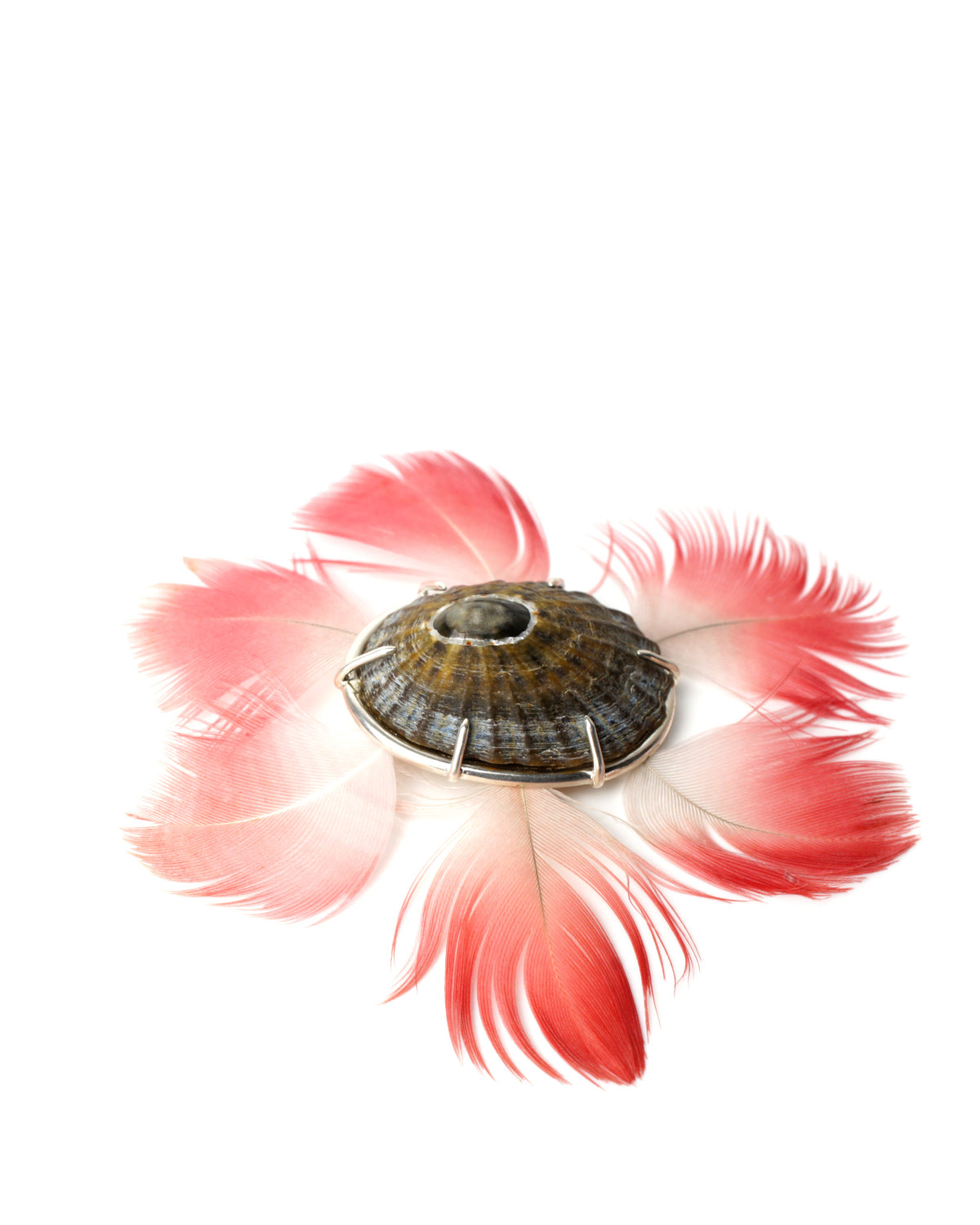 Lottia roseicapilla